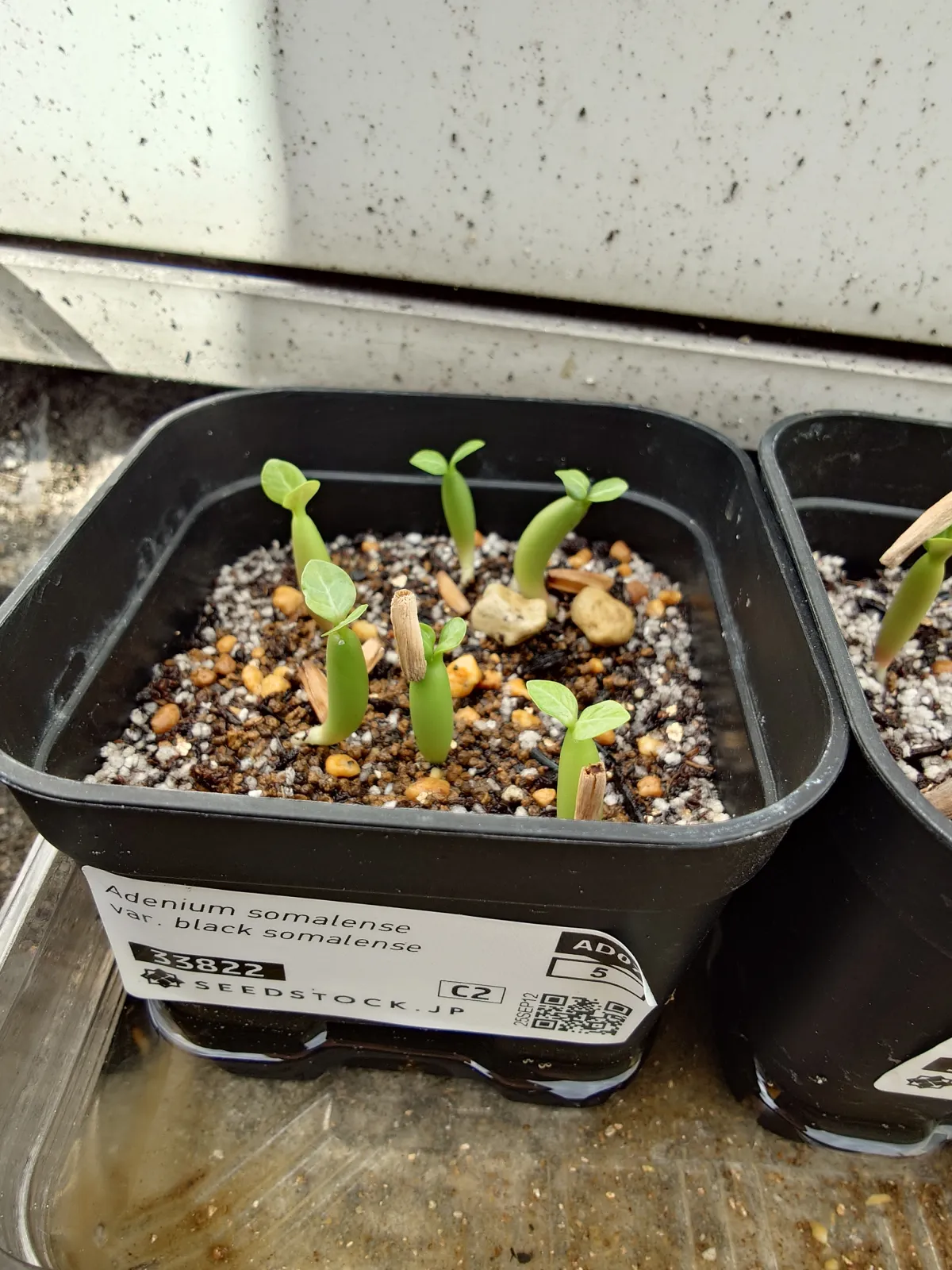 Adenium somalense var. black black (アデニウム ブラックソマレンセ)