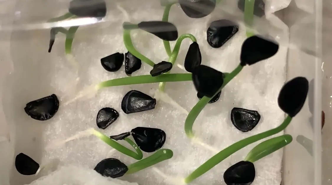 Agave parryi var. truncata (アガベ パリー トランカータ)