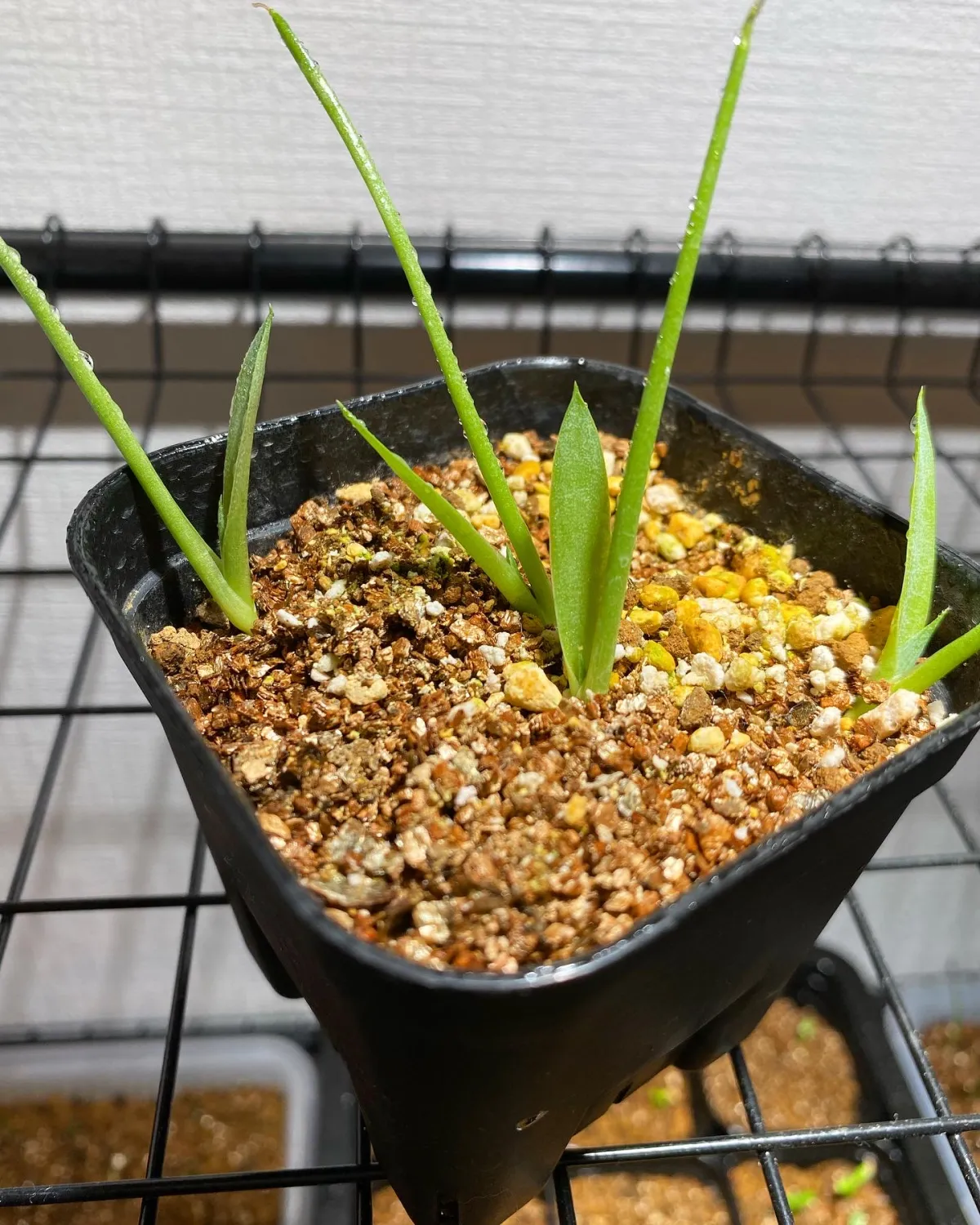 Agave parryi subsp. parryi (アガベ パリー)