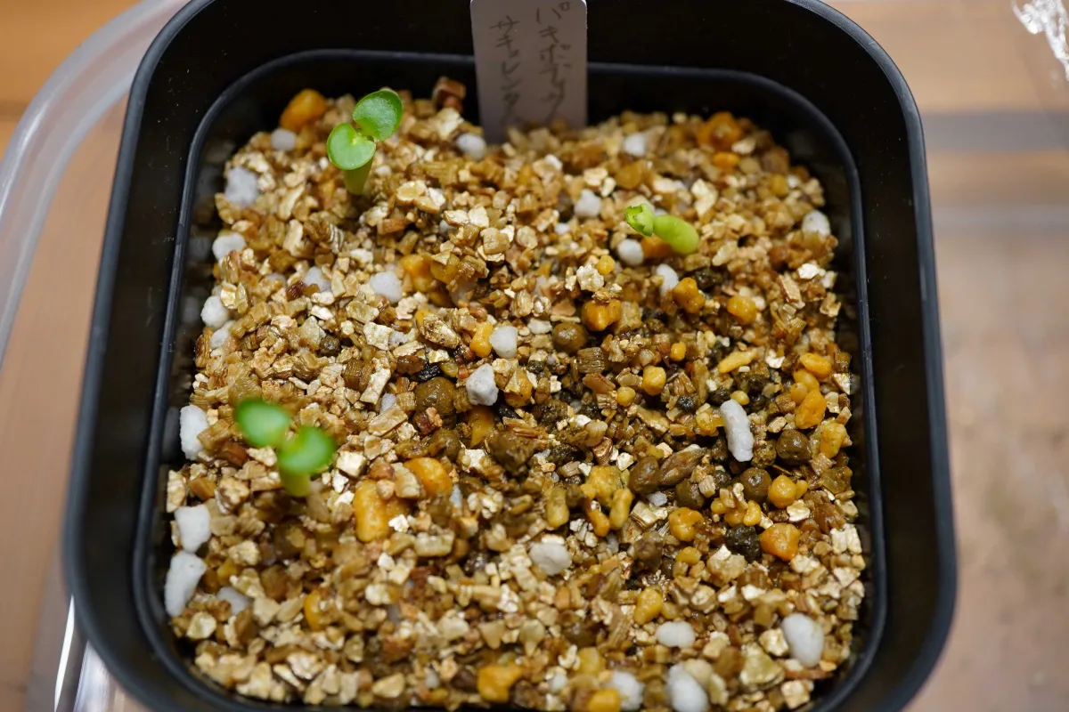 Pachypodium succulentum (パキポディウム サキュレンタム 天馬空)