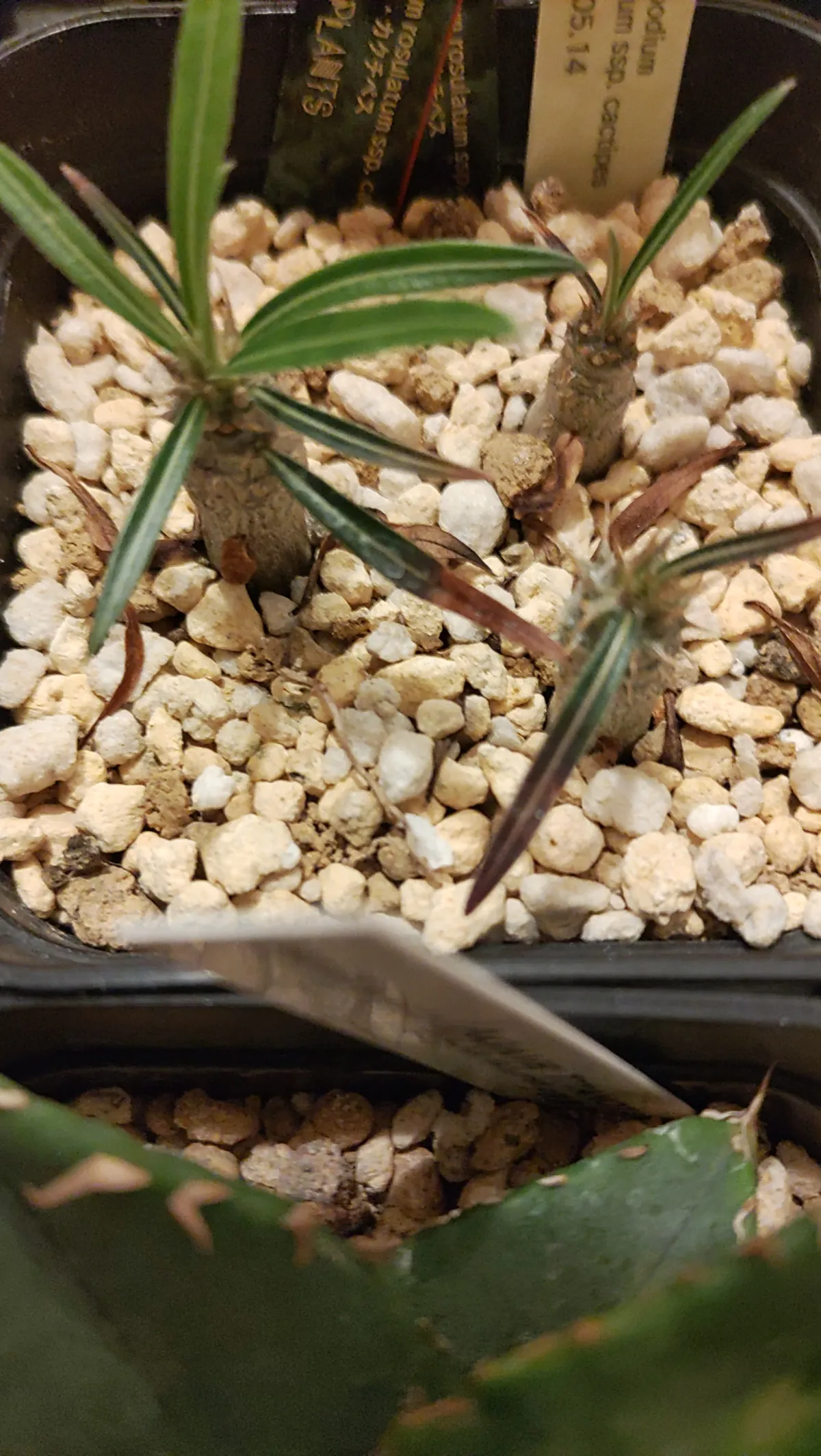 Pachypodium rosulatum ssp. cactipes (パキポディウム カクチペス)