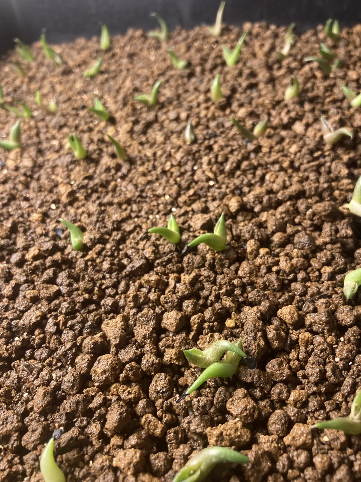 Agave oteroi (アガベ オテロイ)