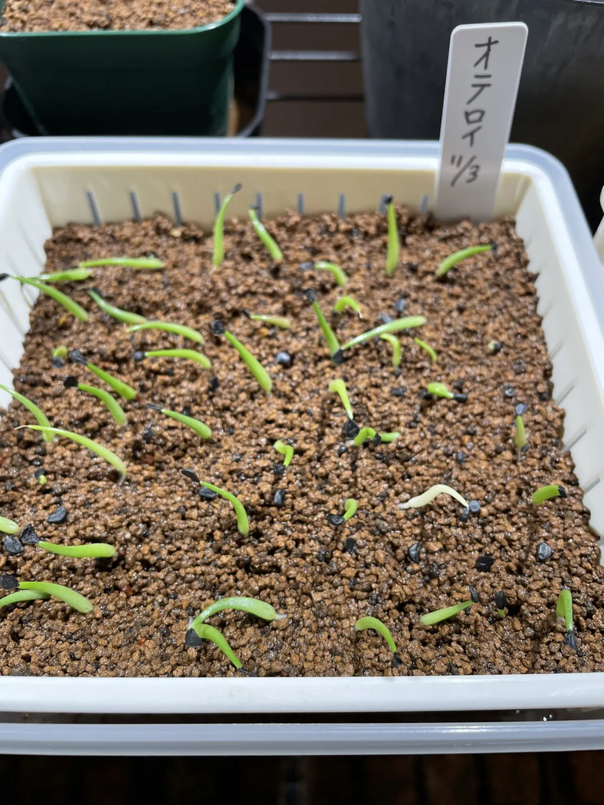 Agave oteroi (アガベ オテロイ)