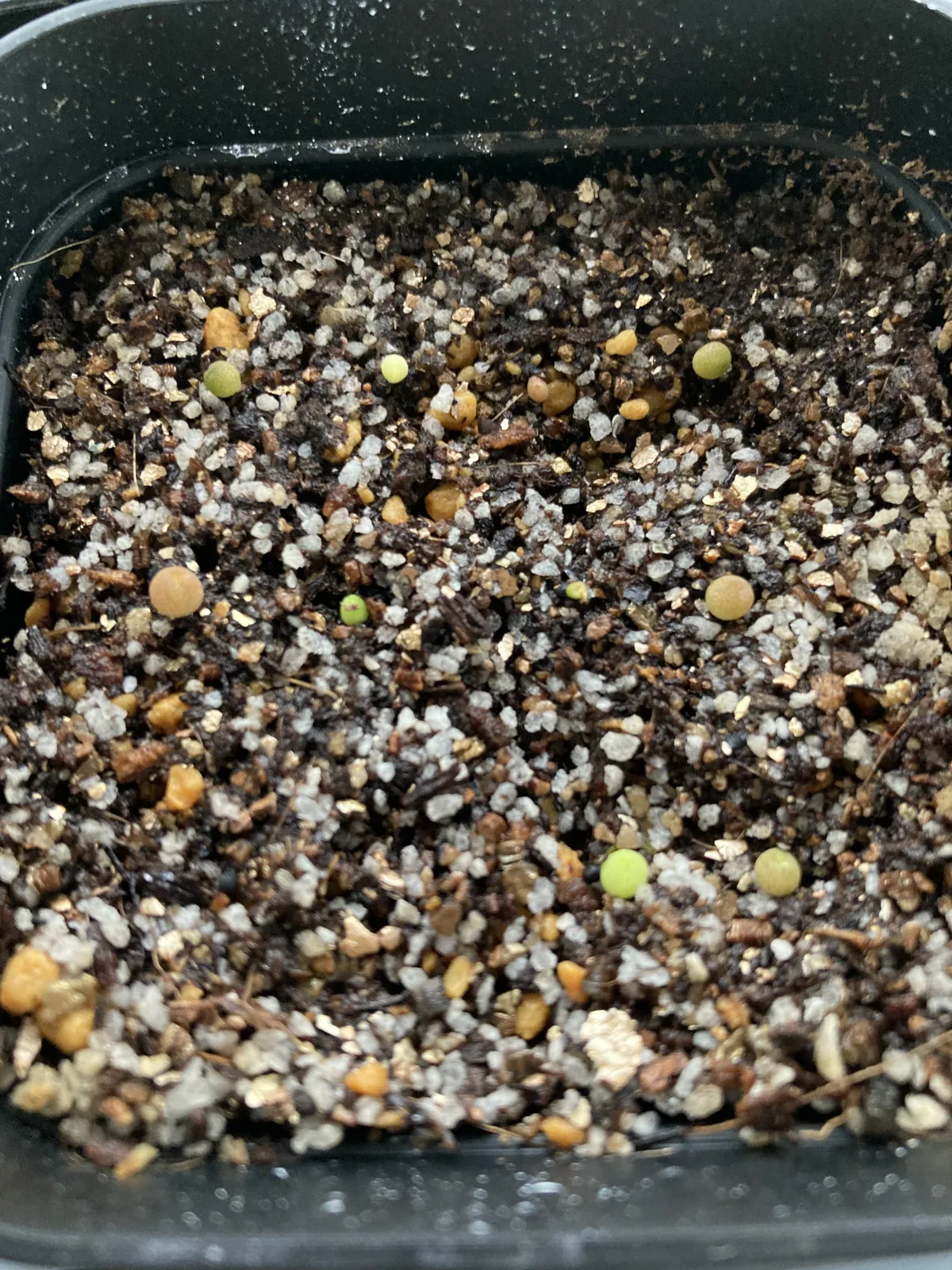 Lophophora fricii (ロフォフォラ 疣銀冠玉)