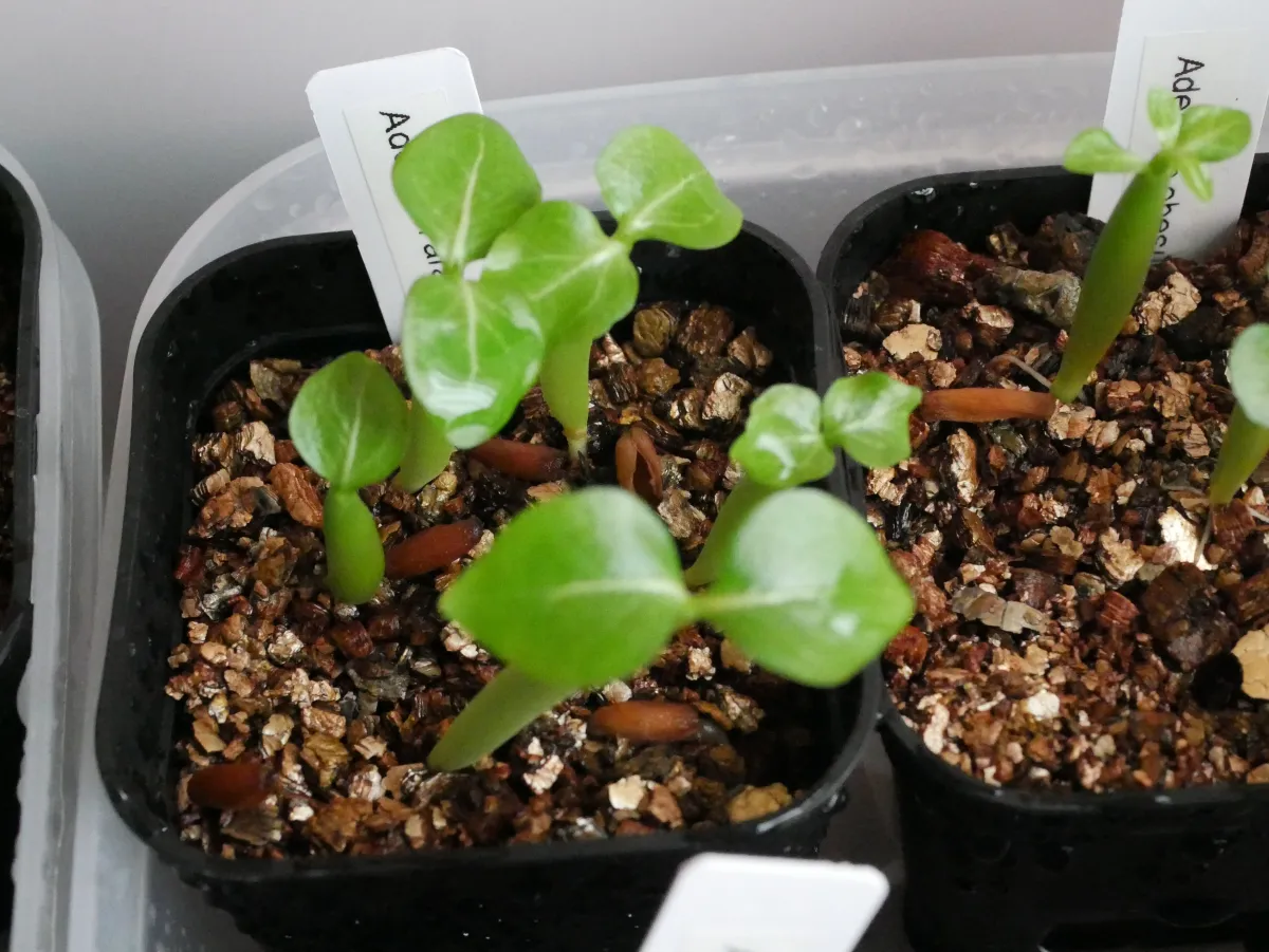 Adenium arabicum Rashiny (アデニウム アラビカム ラシニー)