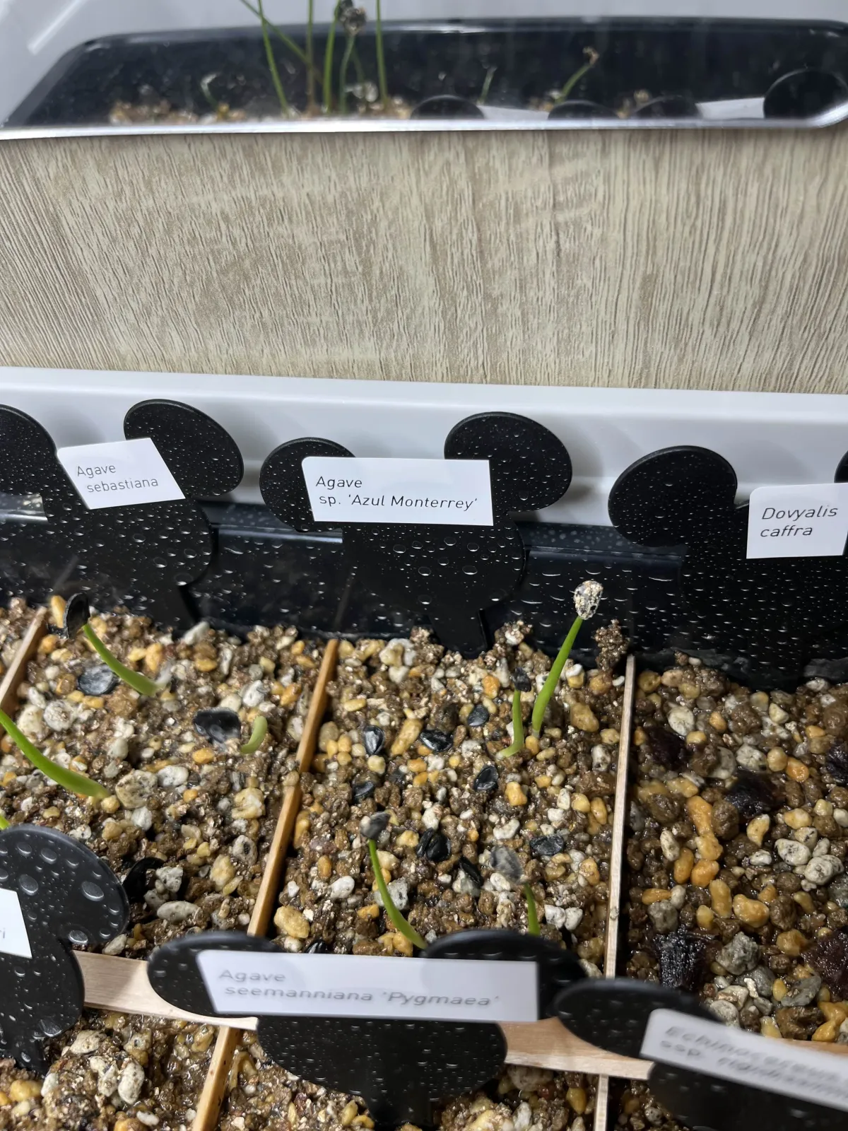 Agave Agave sp 'Azul Monterrey' (アガベ アズールモントレー)