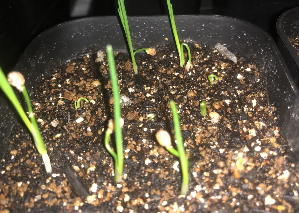 Nolina longifolia (ノリナ ロンギフォリア)