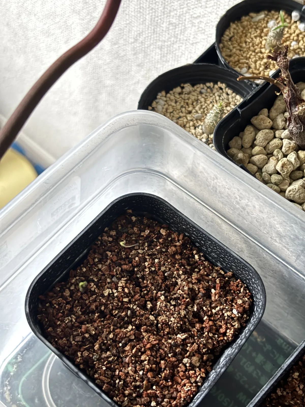 Euphorbia primulifolia var. primulifolia (ユーフォルビア プリムリフォリア)