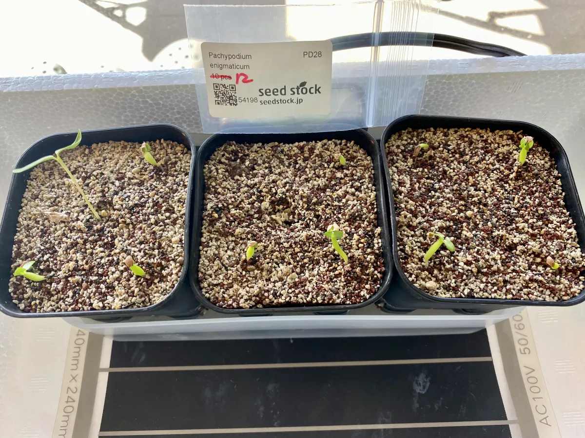 Pachypodium enigmaticum (パキポディウム エニグマチカム)