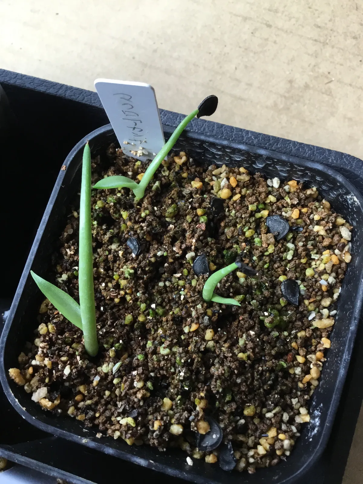 Agave macroacantha (アガベ マクロアカンサ 八荒殿)