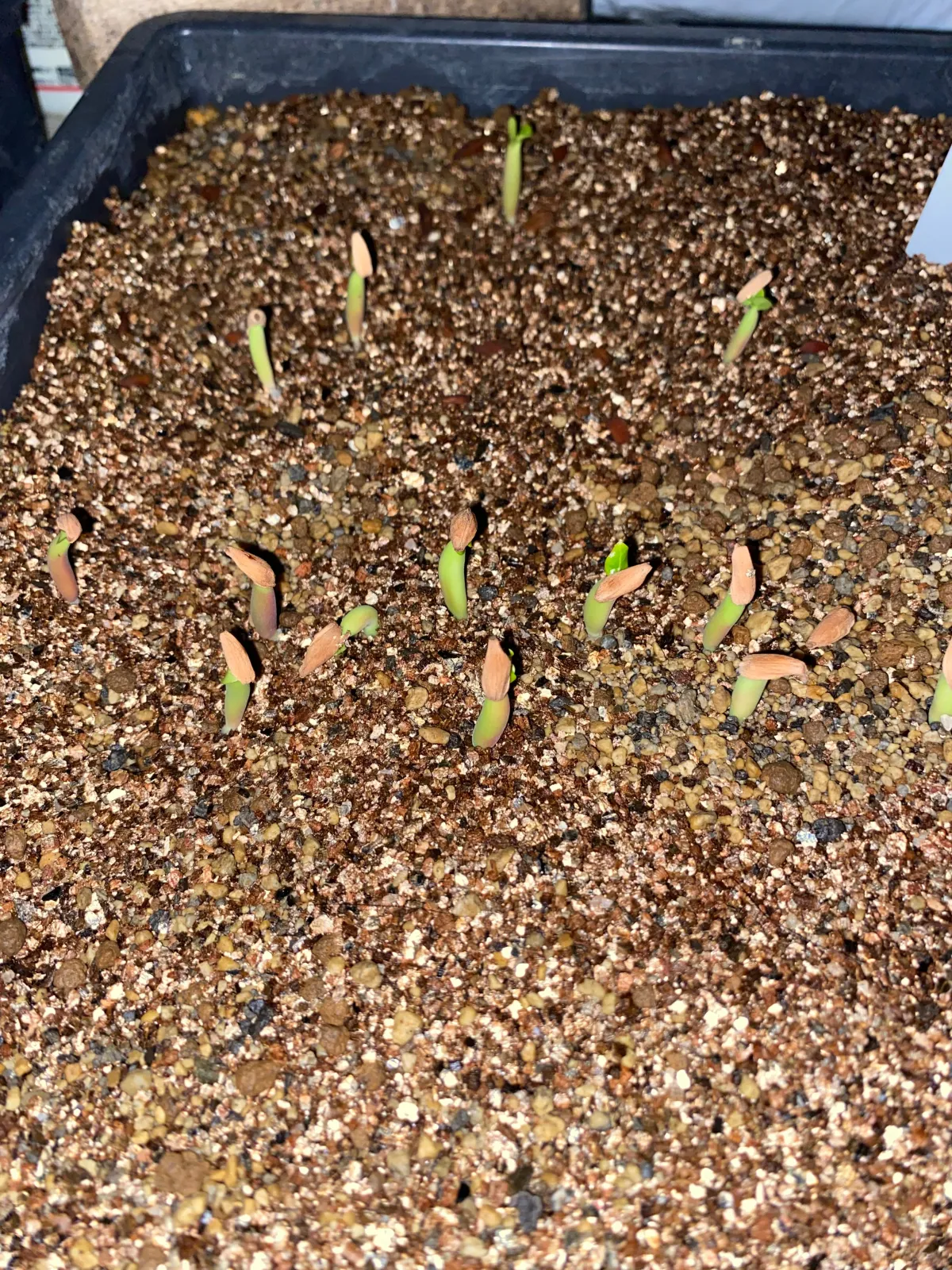 Adenium Petch Shima (アデニウム ペック シマ)