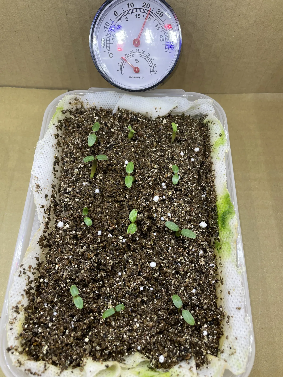 Pachypodium rosulatum var. gracilius (パキポディウム グラキリス)