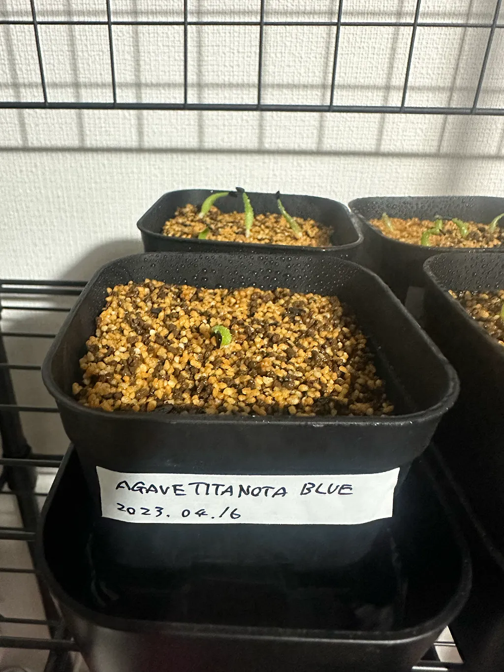 Agave titanota 'Blue' (アガベ チタノタブルー)