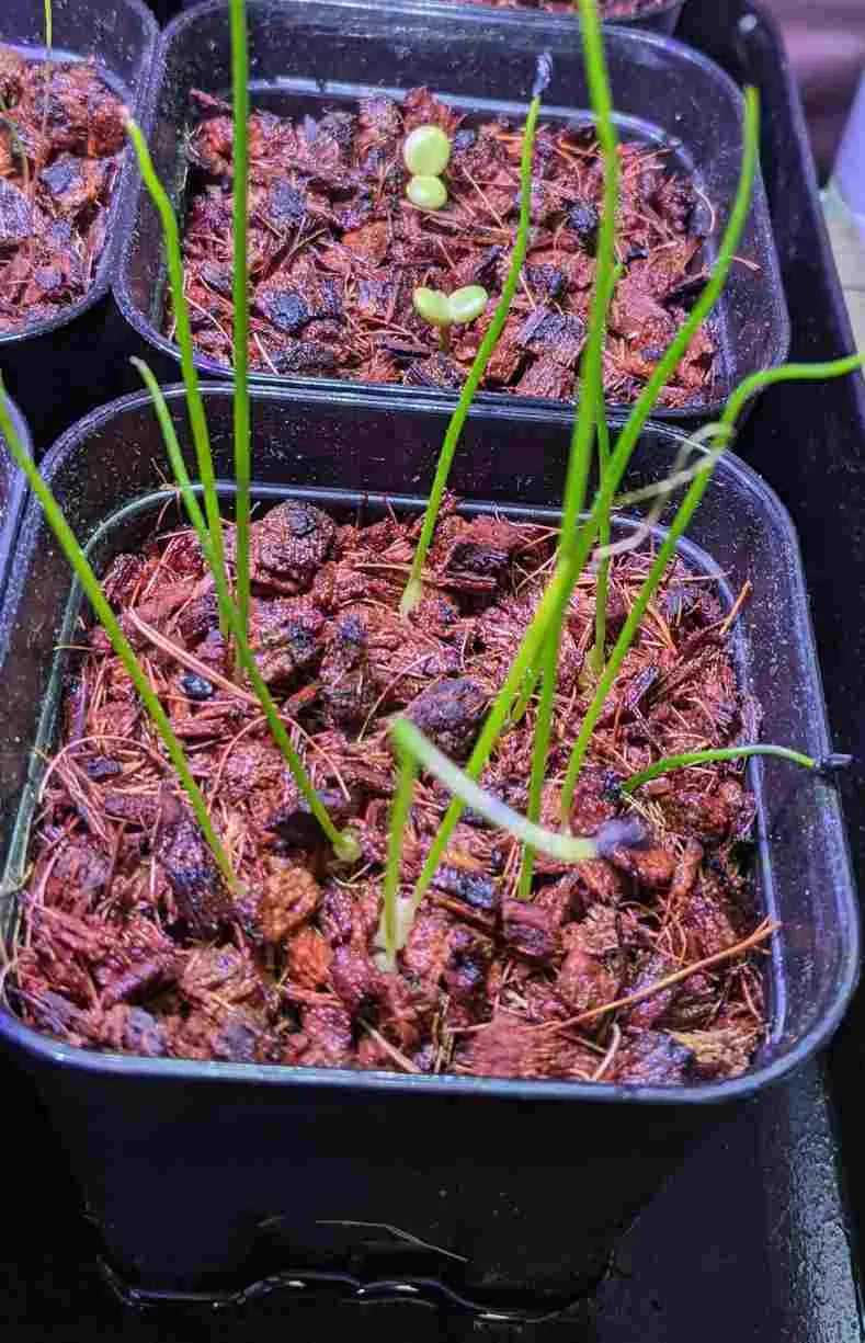 Bowiea volubilis (ボウィエア ボルビリス 蒼角殿)