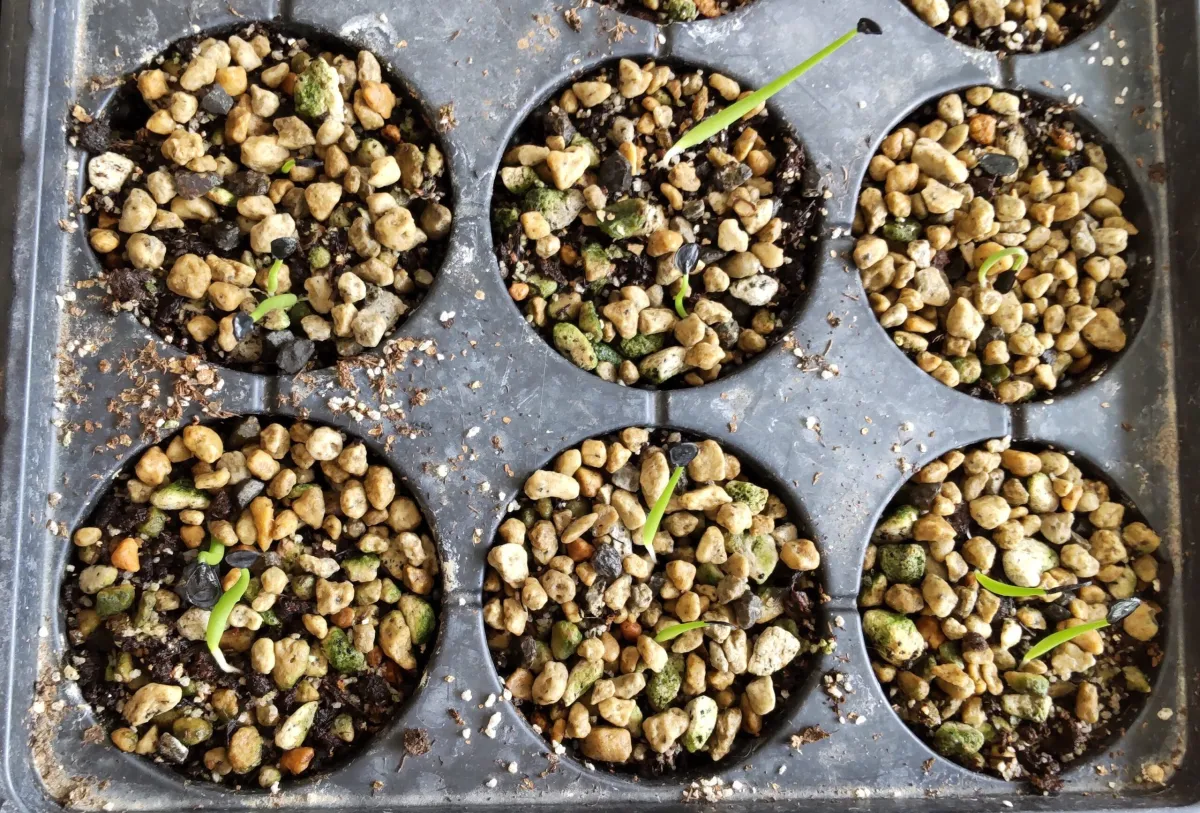 Agave shawii subsp. goldmaniana (アガベ ゴールドマニアナ)