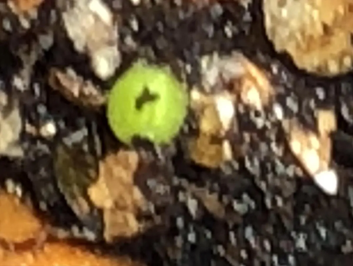 Aztekium ritteri (アズテキウム 花籠)