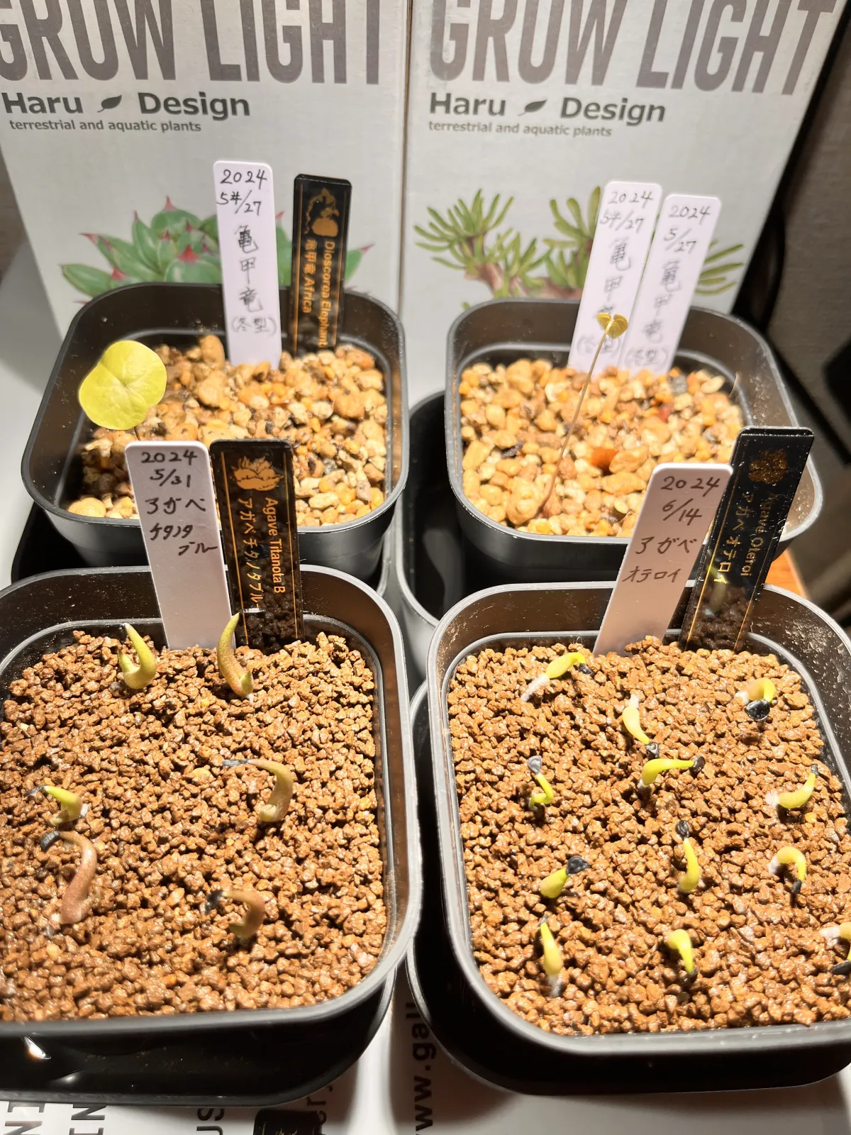 Agave oteroi (アガベ オテロイ)