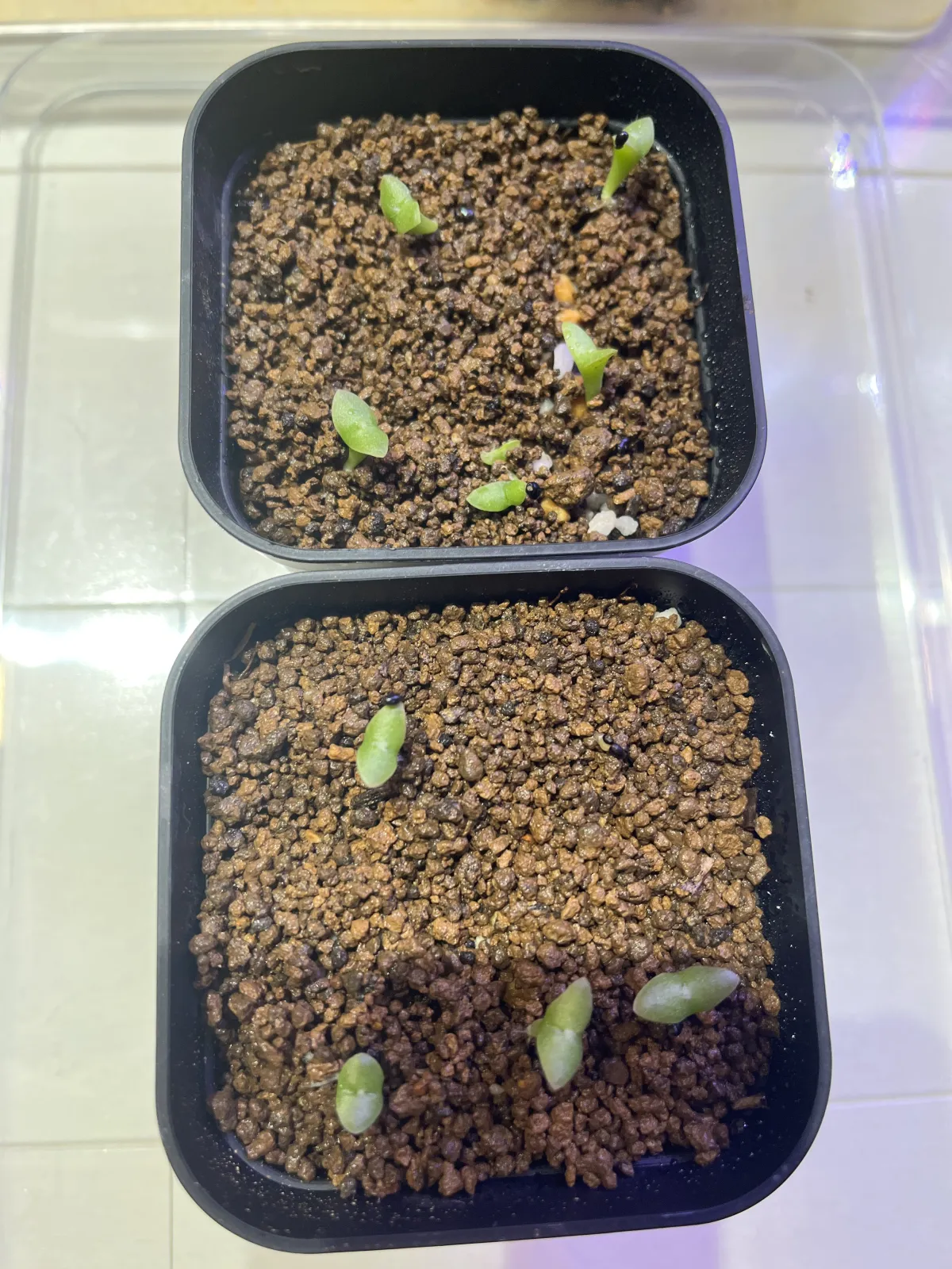 Pilosocereus chrysacanthus (ピロソケレウス クリサカンサス)