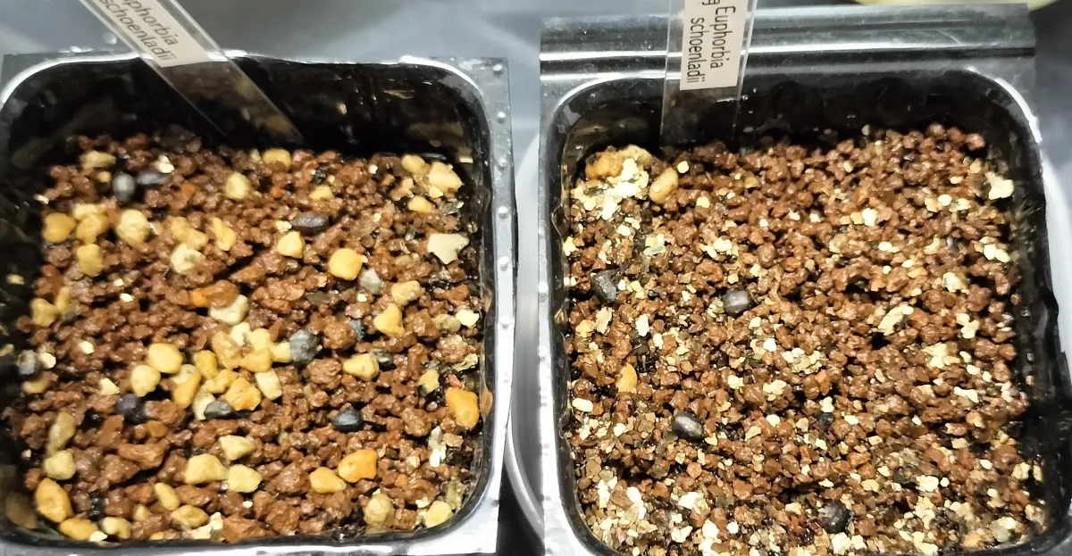 Euphorbia schoenlandii (ユーフォルビア スコエンランディ 闘牛角)