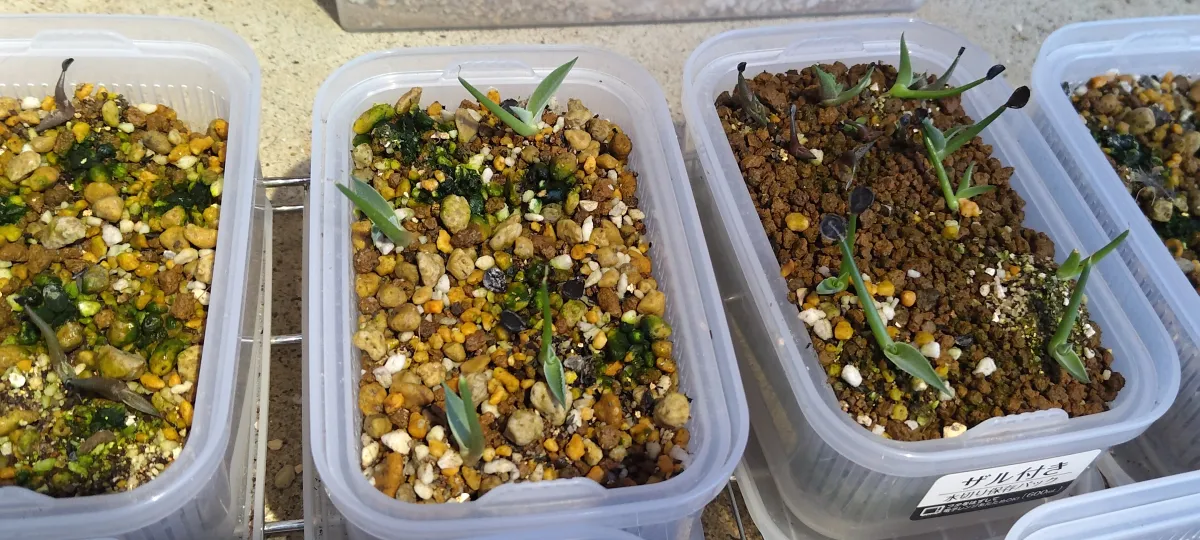 Agave montana (アガベ モンタナ)