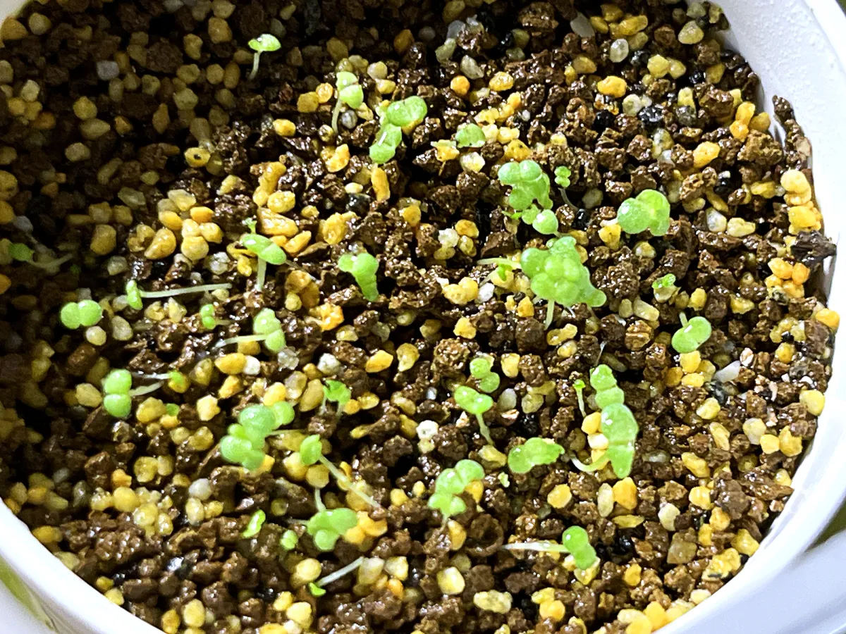 Echeveria cante White Cloud Echeveria (エケベリア カンテ)