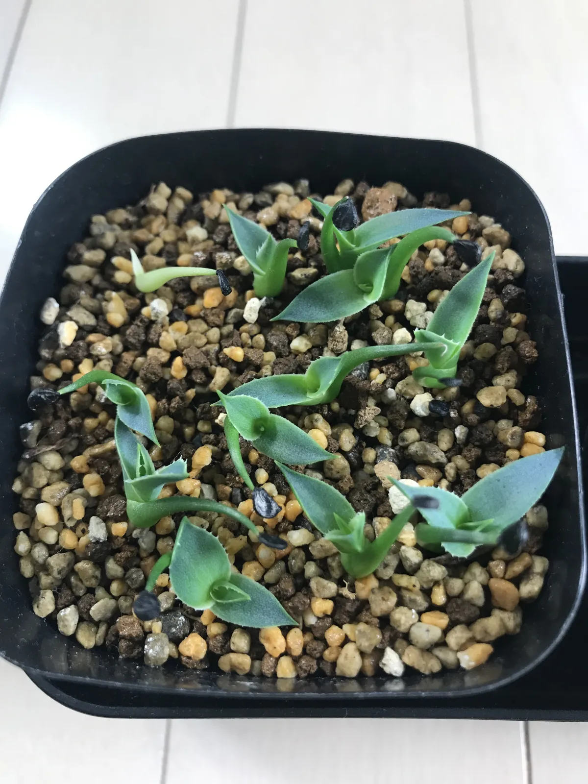 Agave utahensis var. eborispina 'Hayford' (アガベ エボリスピナ ヘイフォード)