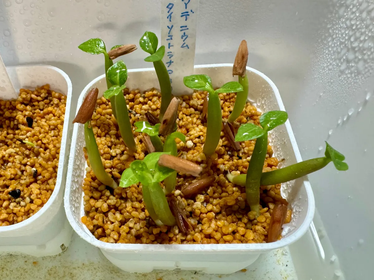 Adenium obesum (アデニウム タイ ソコトラナム)