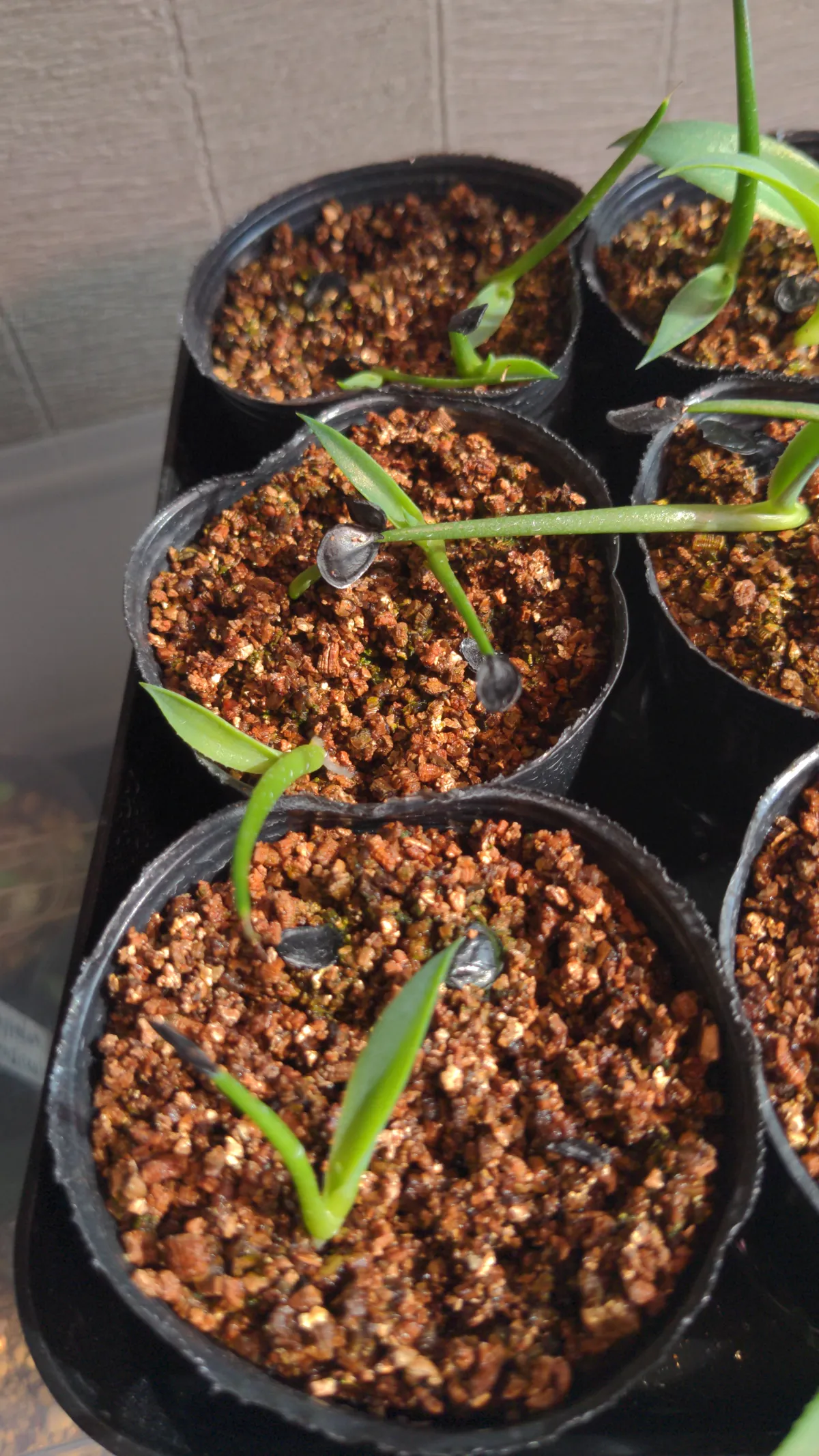 Agave montana (アガベ モンタナ)