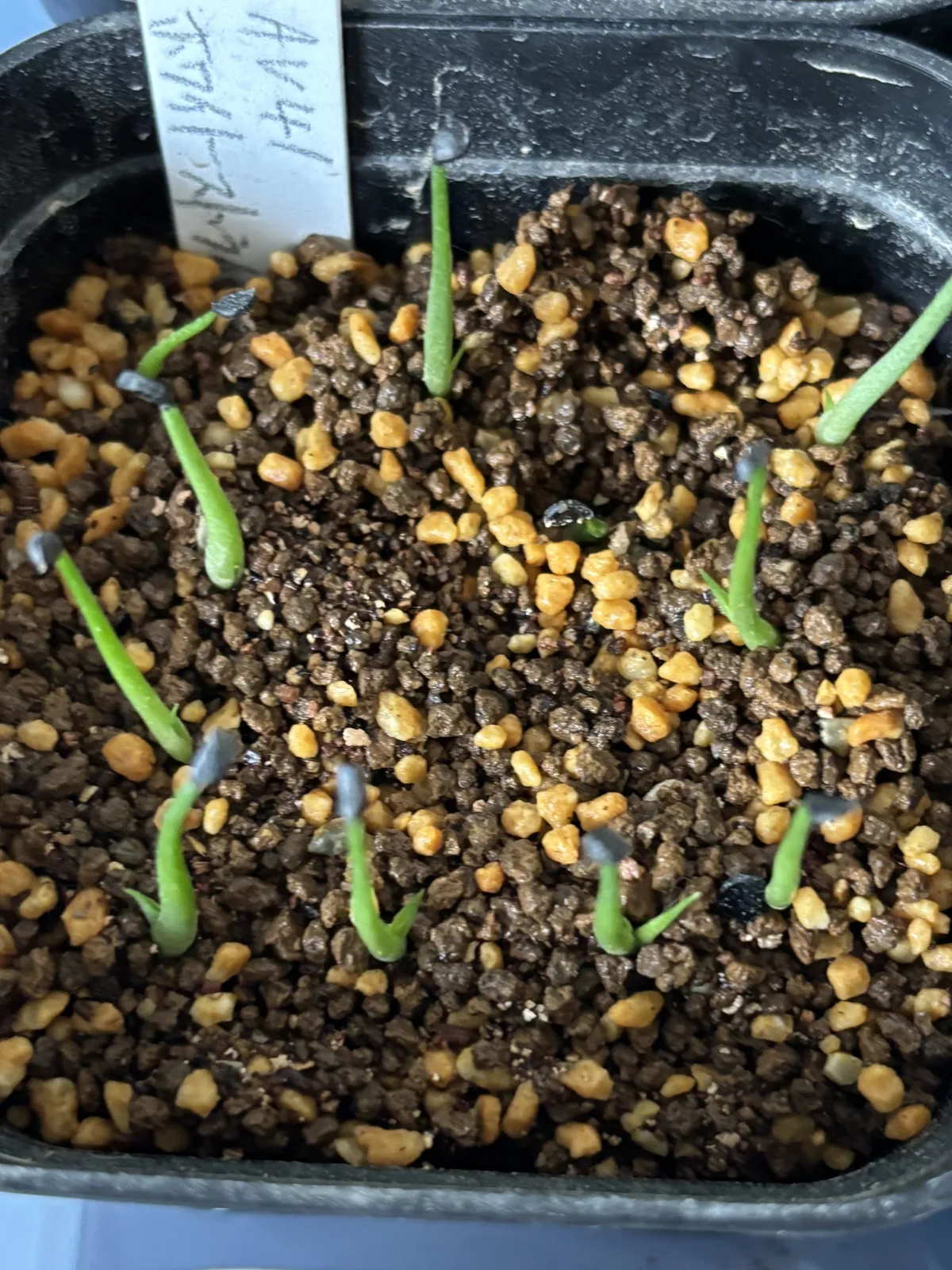 Agave schidigera White Stripe (アガベ シジゲラ ホワイトストライプ)