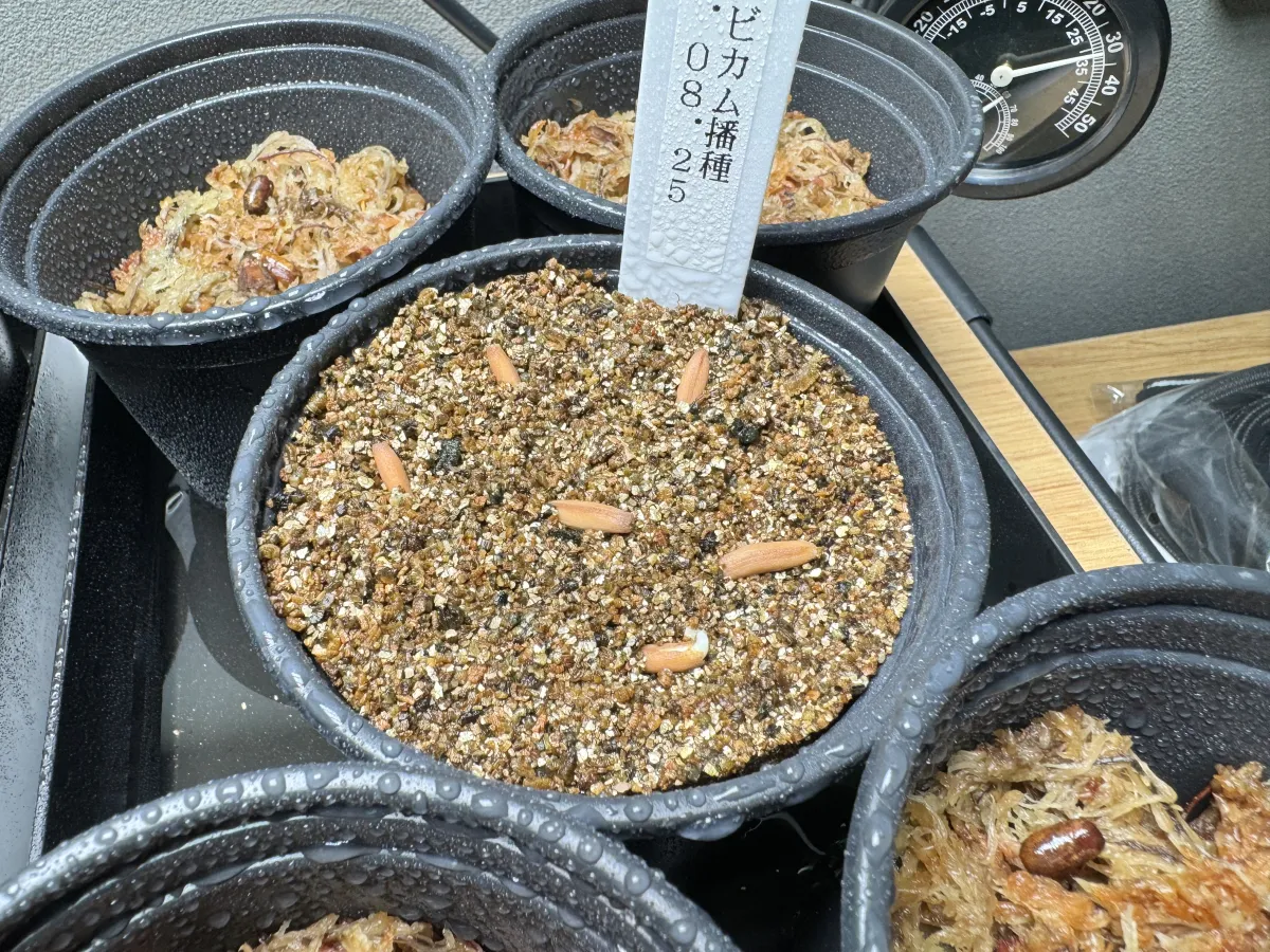 Adenium arabicum (アデニウム アラビカム)