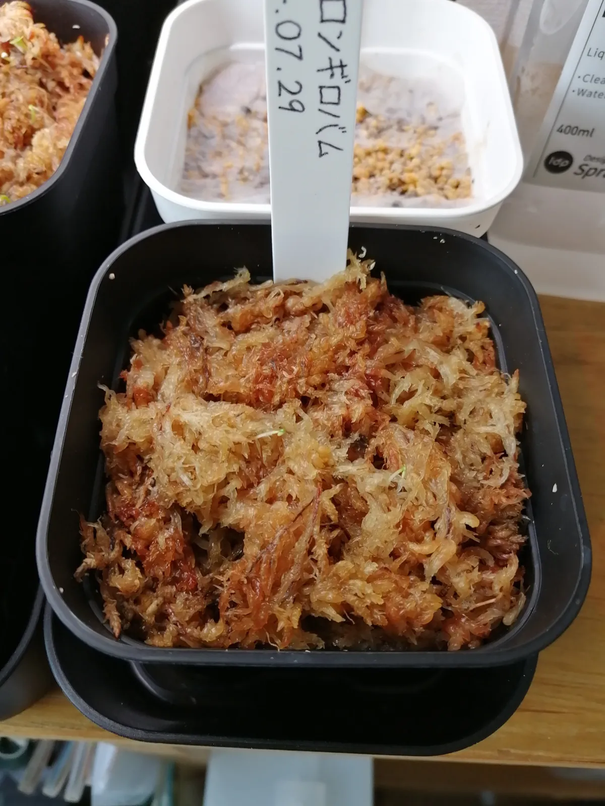 Philodendron longilobatum Leylano Miyano (フィロデンドロン ロンギロバム)