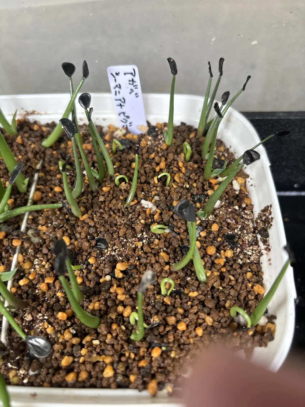 Agave seemanniana (アガベ ピグマエア)