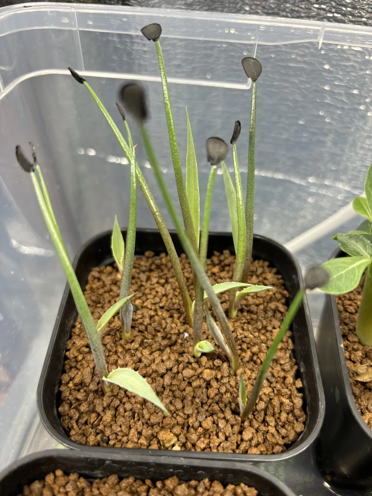 Agave shrevei ssp. magna (アガベ シュリベイマグナ)