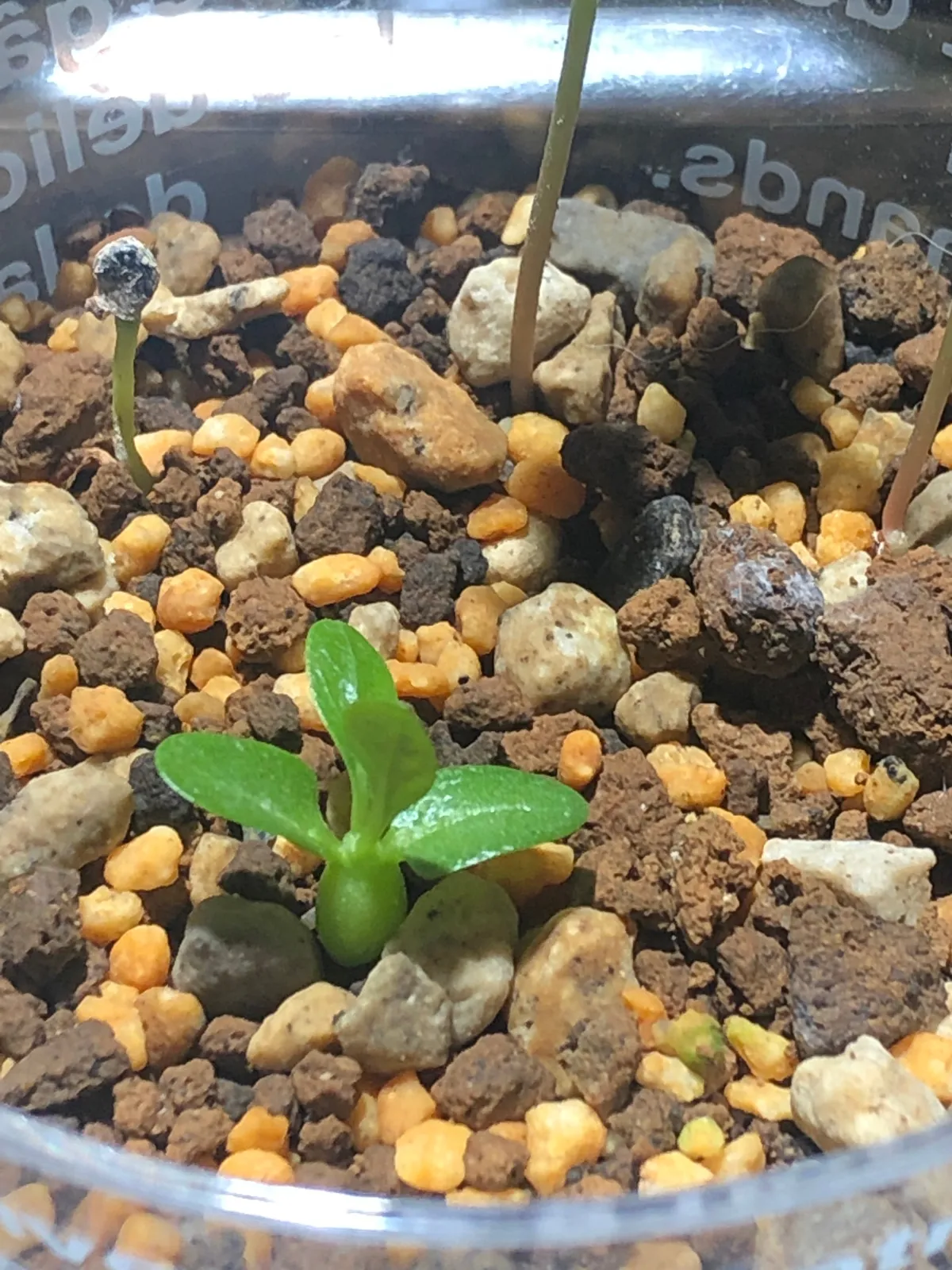 Pachypodium densiflorum var. densiflorum (パキポディウム デンシフローラム)