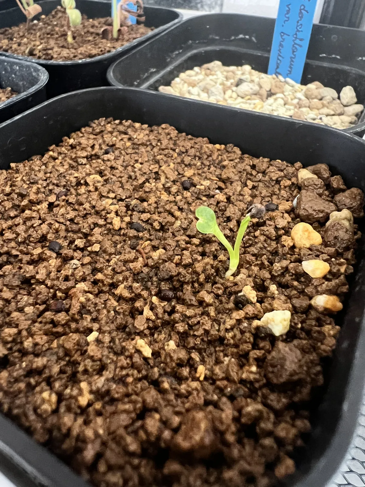 Euphorbia primulifolia var. primulifolia (ユーフォルビア プリムリフォリア)