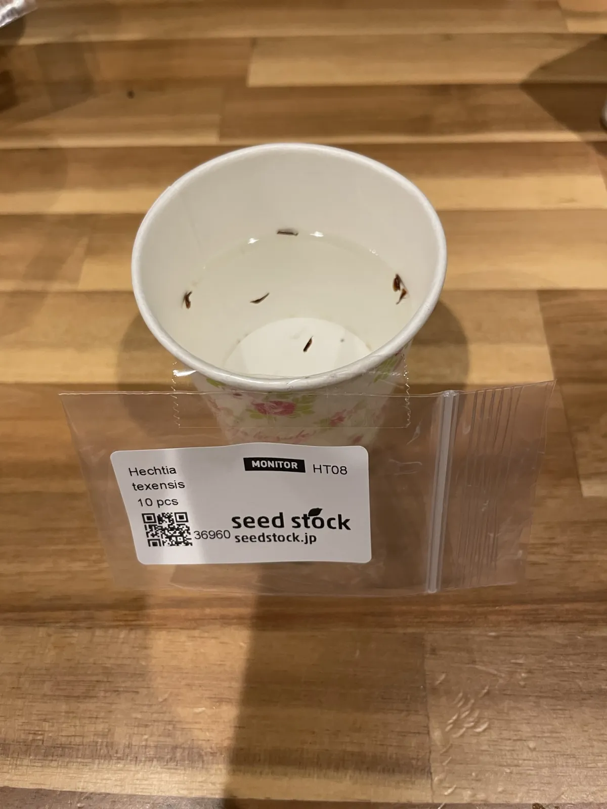 Hechtia texensis (ヘクチア テクセンシス)