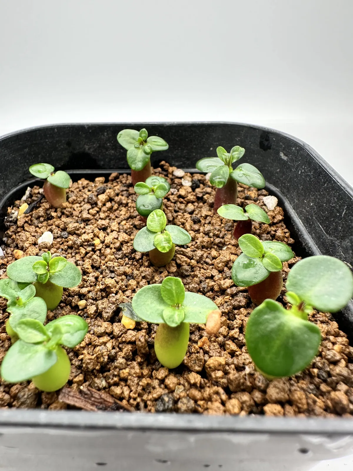 Pachypodium succulentum (パキポディウム サキュレンタム 天馬空)