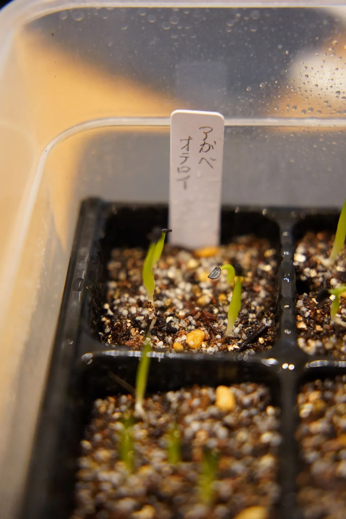 Agave oteroi (アガベ オテロイ)