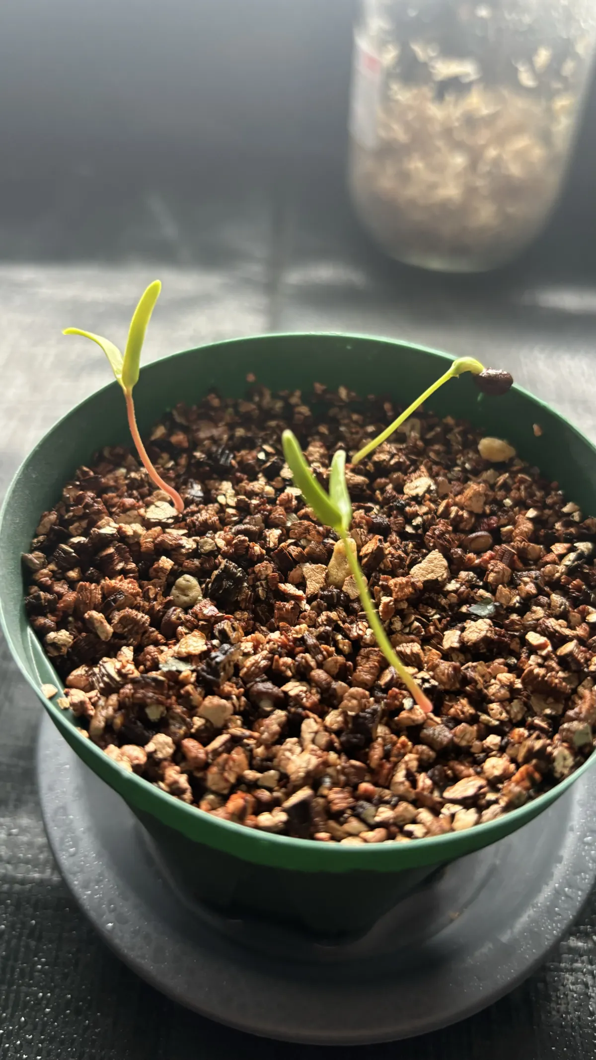 Operculicarya pachypus (オペルクリカリア パキプス)