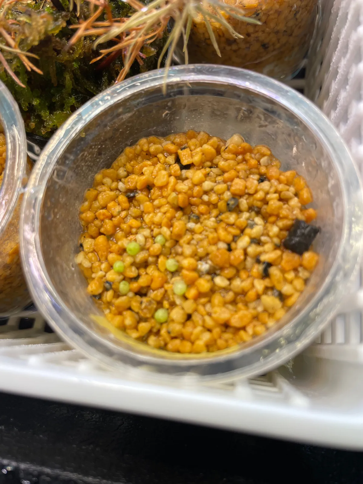 Conophytum ornatum (コノフィツム オルナツム)