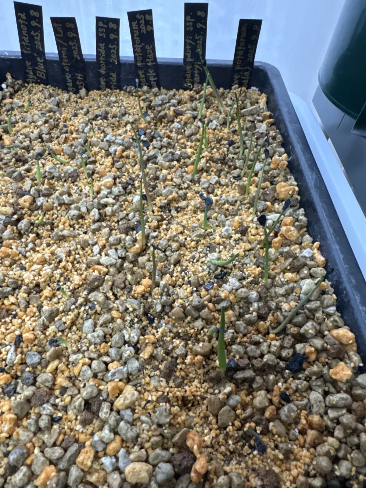 Agave potatorum (アガベ ポタトラム (Tobalá))