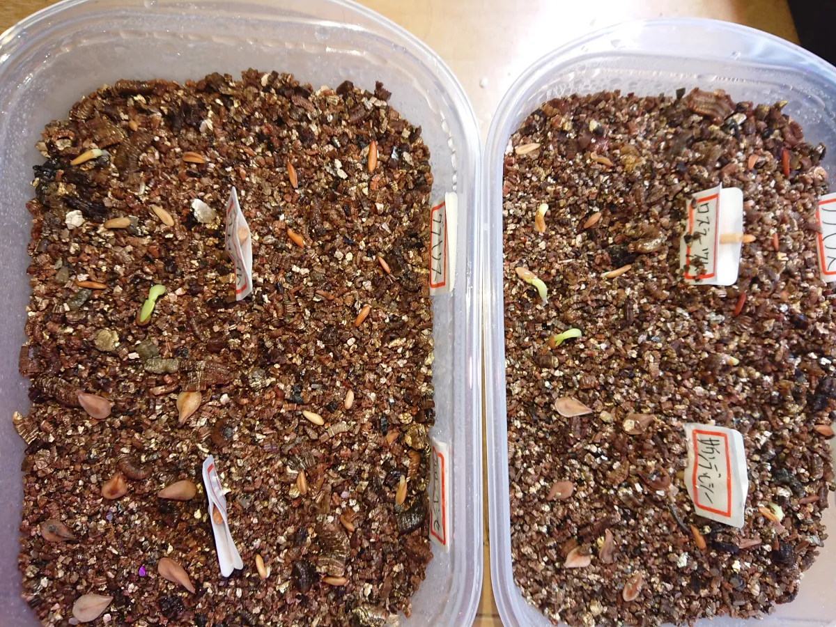 Pachypodium rosulatum ssp. rosulatum (パキポディウム ロスラーツム)