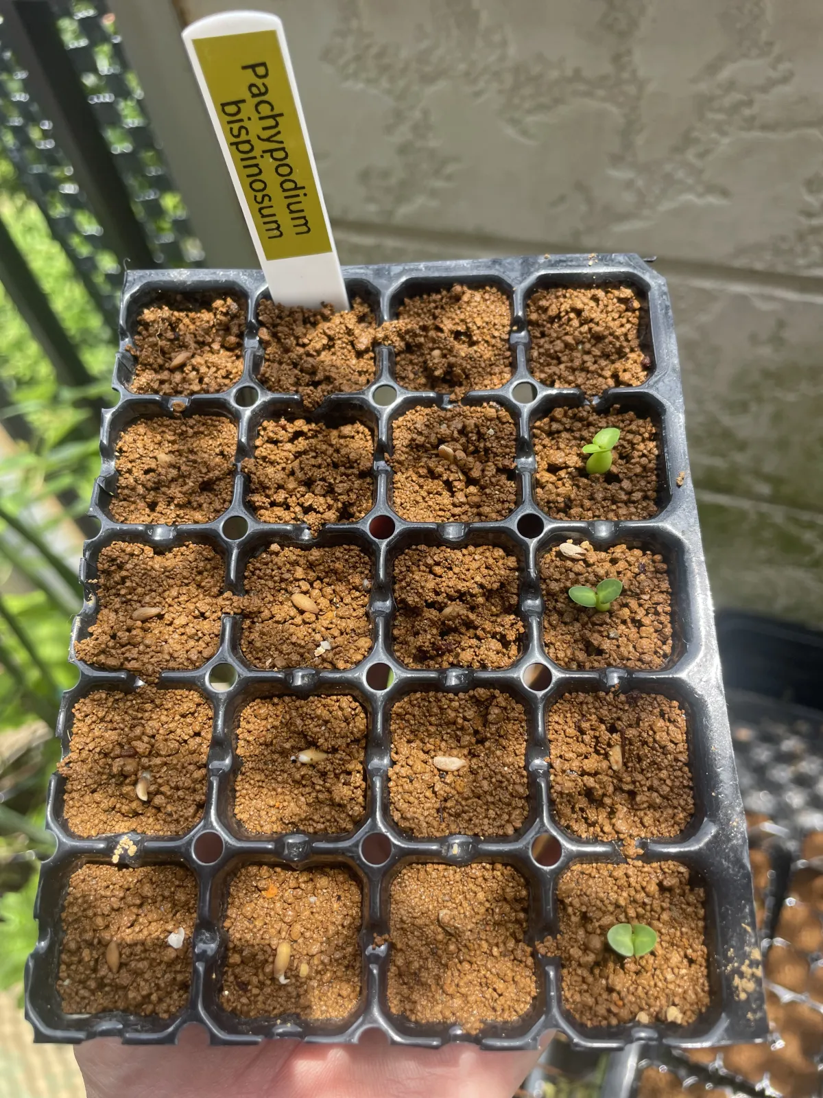 Pachypodium bispinosum (パキポディウム ビスピノーサム)