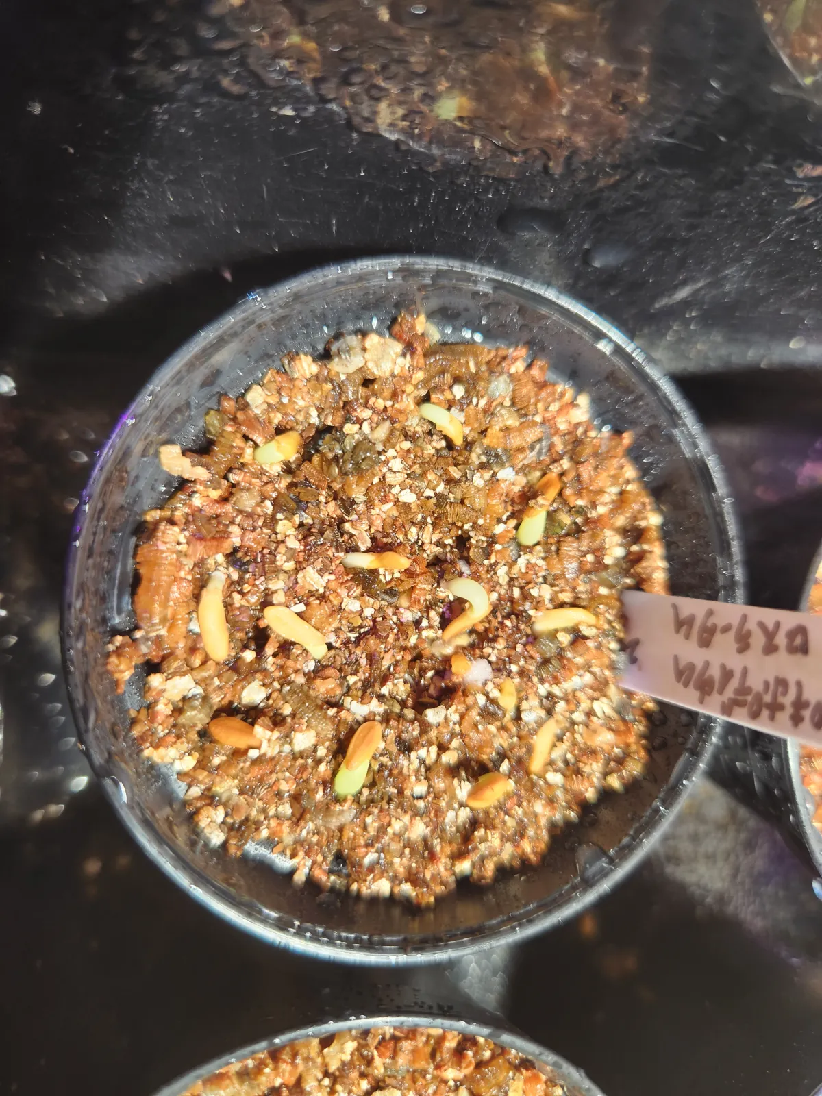 Pachypodium rosulatum (パキポディウム ロスラーツム)