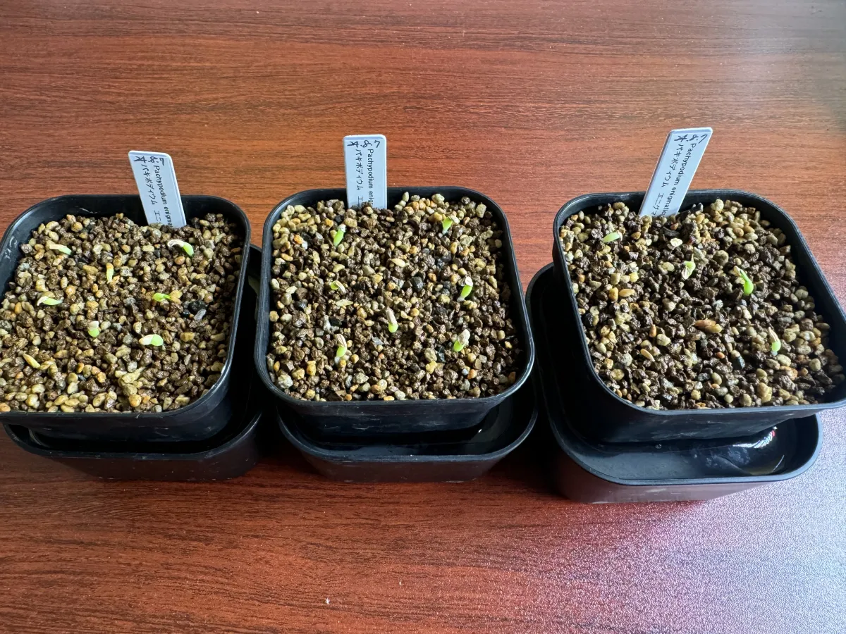 Pachypodium enigmaticum (パキポディウム エニグマチカム)