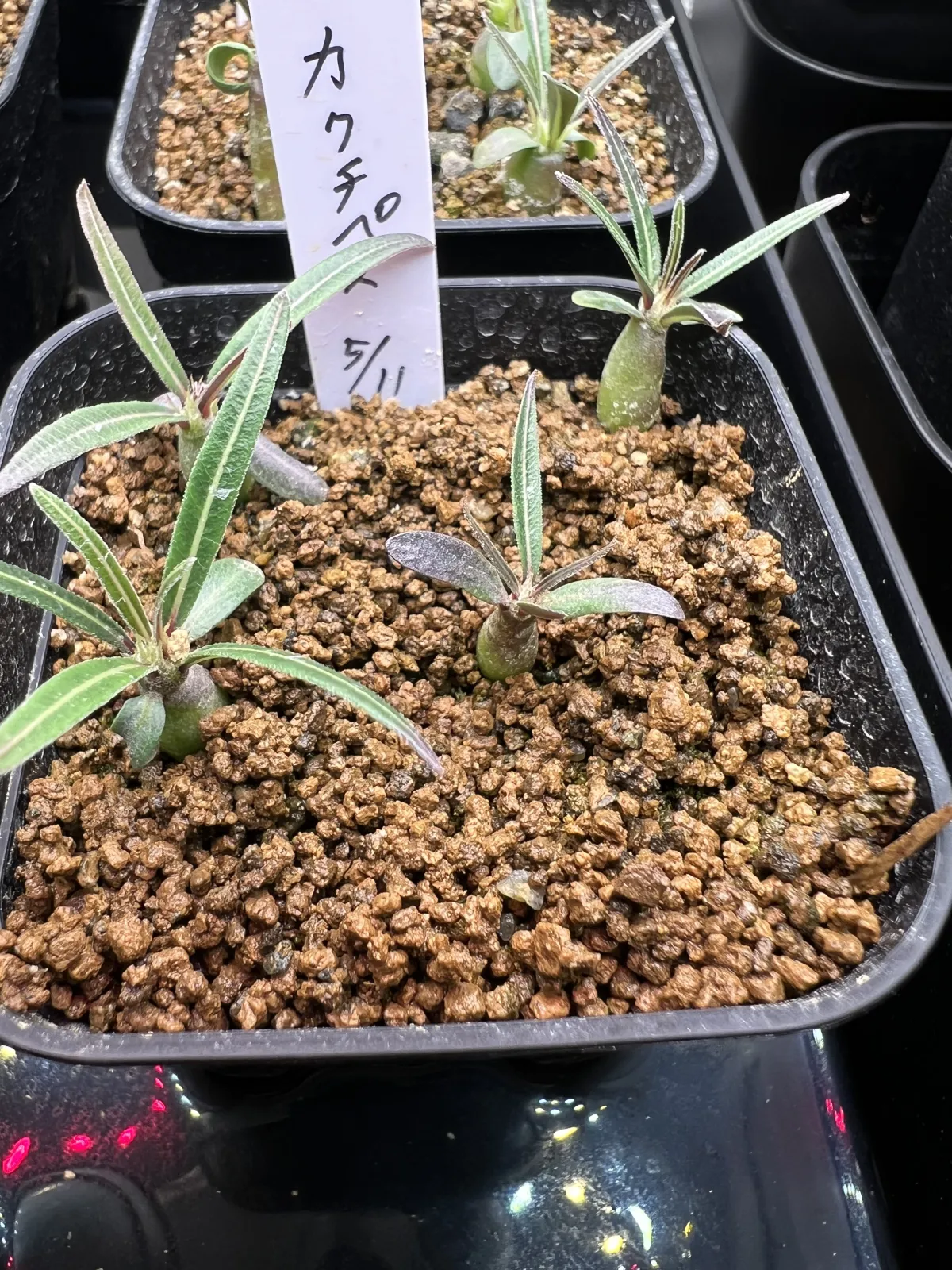 Pachypodium rosulatum ssp. cactipes (パキポディウム カクチペス)
