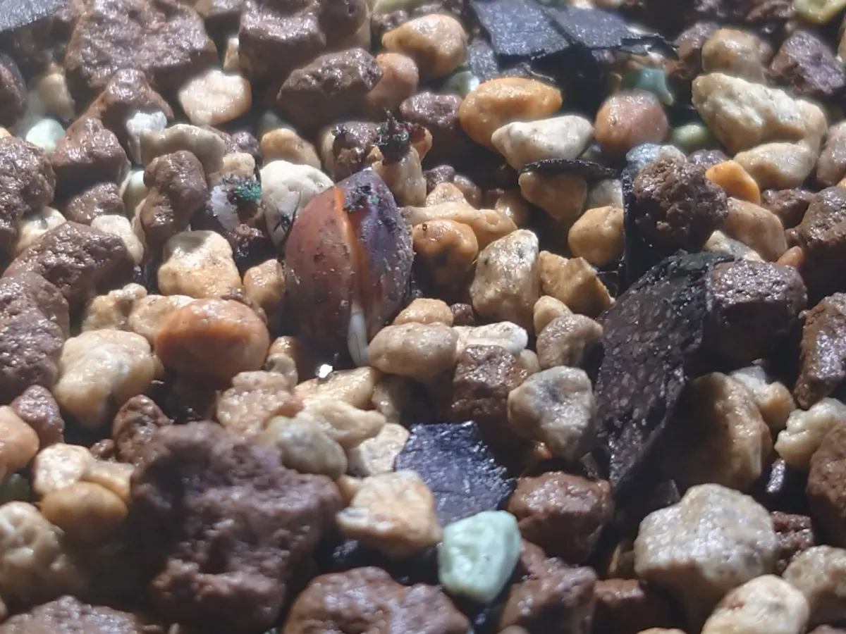 Commiphora lamii (コミフォラ ラミー)