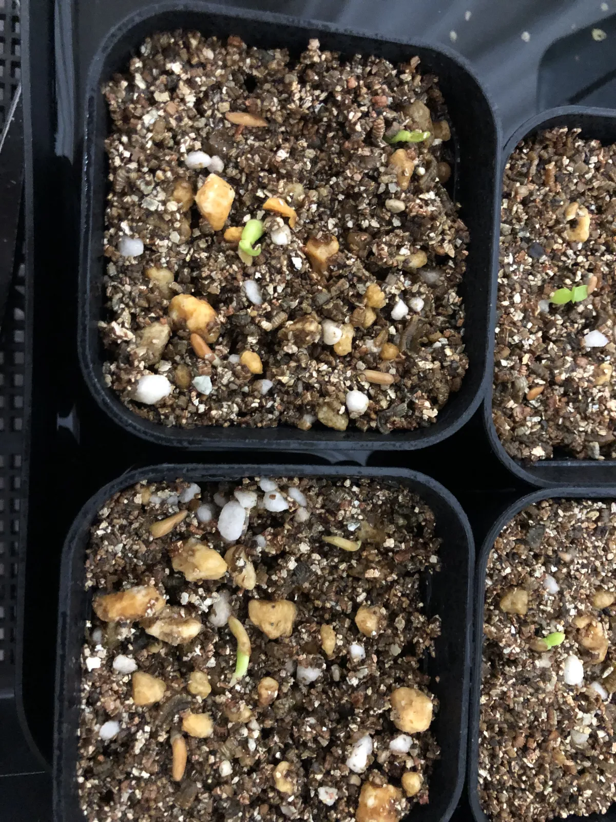 Pachypodium rosulatum ssp. cactipes (パキポディウム カクチペス)