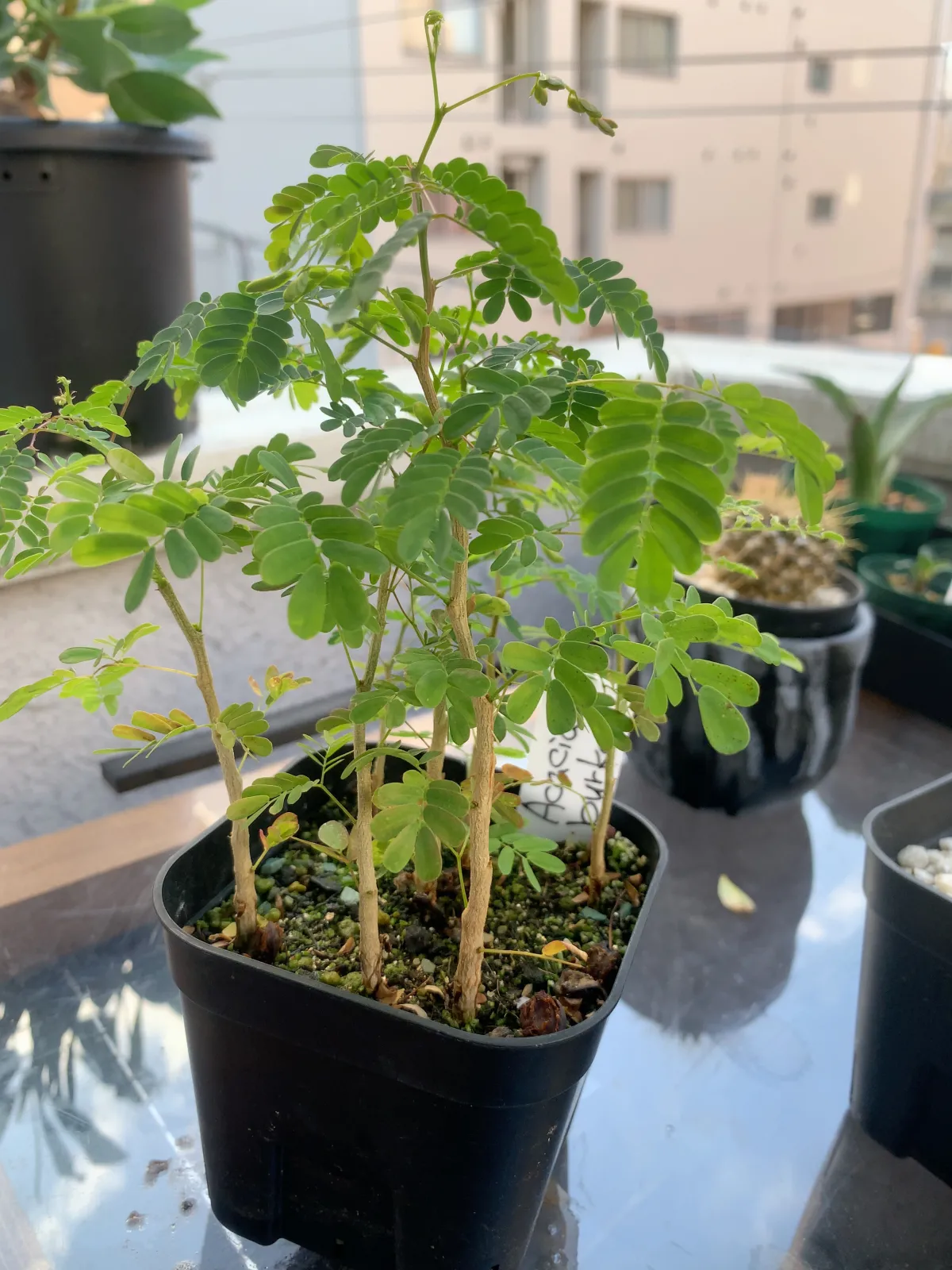 Acacia Acacia burkei (アカシア ブルケイ)