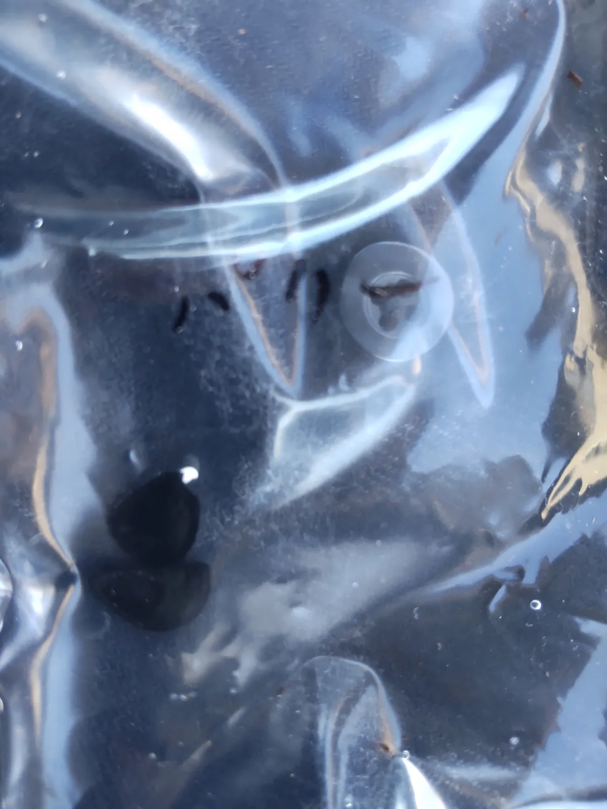 Agave parryi subsp. parryi (アガベ パリー)